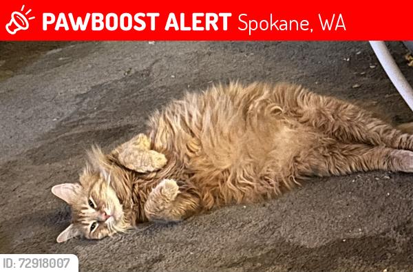 Lost Male Cat last seen Pittsburgh, Spokane, WA 99260