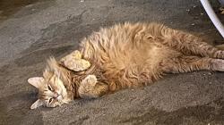 Lost Male Cat last seen Pittsburgh , Spokane, WA 99260