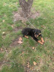 Reunited Female Dog last seen Near Ridge Road & School Street, Wichita, KS 67212