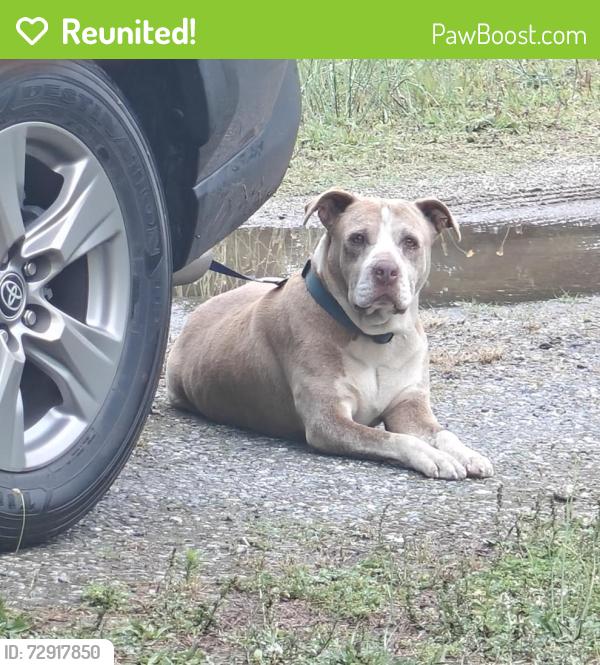 Reunited Female Dog last seen Hidden Valley Rd, North Carolina 28681, USA, Alexander County, NC 28681