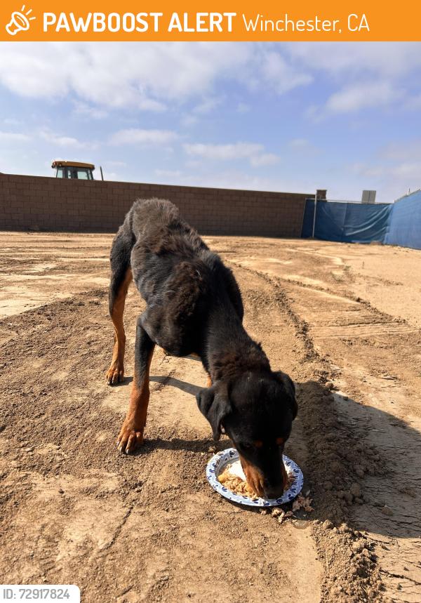 Found/Stray Male Dog last seen Grand ave, Winchester, CA 92596