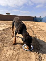 Found/Stray Male Dog last seen Grand ave, Winchester, CA 92596
