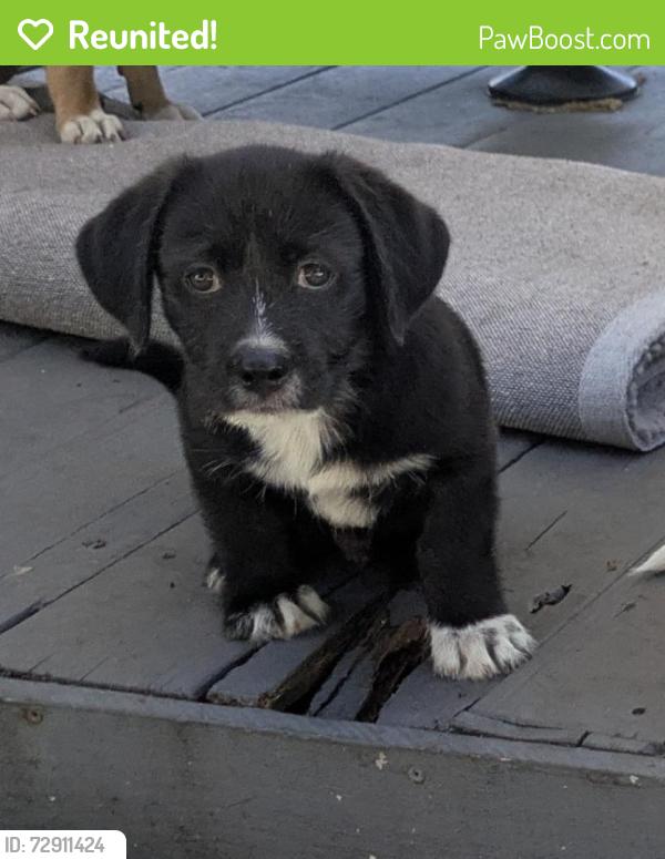 Reunited Male Dog last seen Near ne 132nd st, North Miami, FL 33161