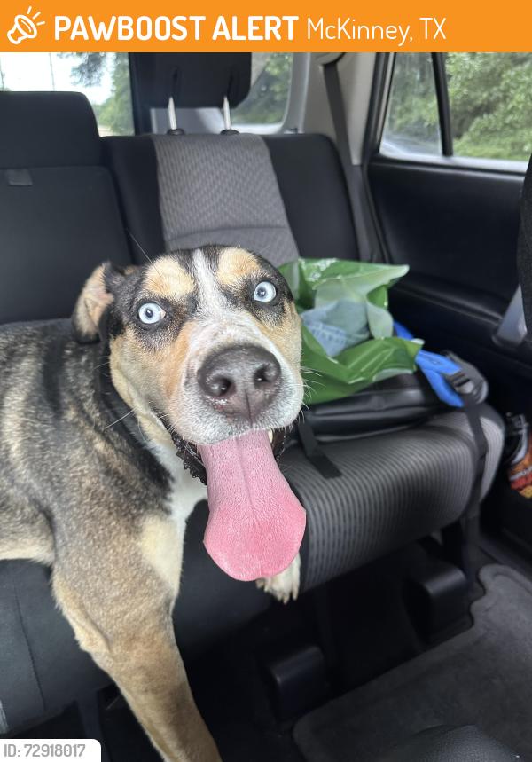 Found/Stray Male Dog last seen Park central drive, McKinney, TX 75069