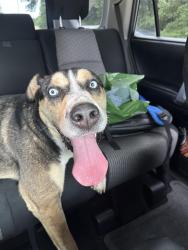 Found/Stray Male Dog last seen Park central drive, McKinney, TX 75069
