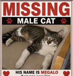 Lost Male Cat last seen Sunset cross valley verde, Henderson, NV 89014