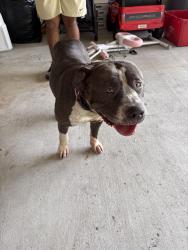 Found/Stray Female Dog last seen Morton Rd/ HWY99, Katy, TX 77449