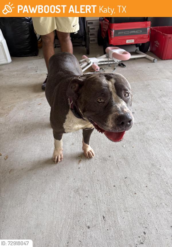 Found/Stray Female Dog last seen Morton Rd/ HWY99, Katy, TX 77449