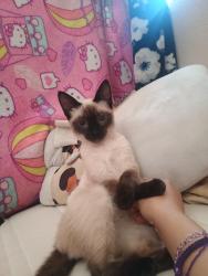 Lost Female Cat last seen Logan avenue, San Diego, CA 92113