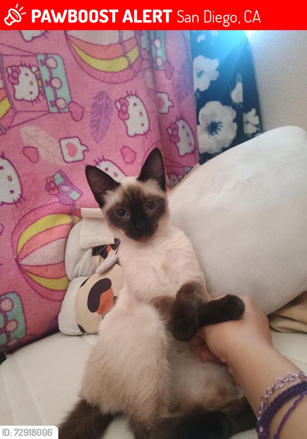 Lost Female Cat last seen Logan avenue, San Diego, CA 92113