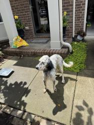 Found/Stray Female Dog last seen Traemoor, Nashville, TN 37138