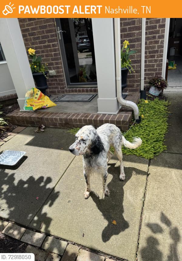 Found/Stray Female Dog last seen Traemoor, Nashville, TN 37138