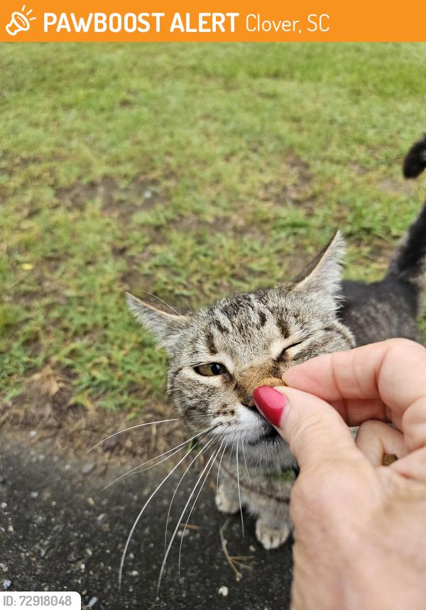 Found/Stray Unknown Cat last seen Ridge Rd @ Bellegray Rd, Clover, SC 29710