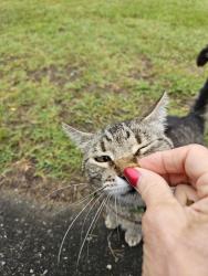 Found/Stray Unknown Cat last seen Ridge Rd @ Bellegray Rd, Clover, SC 29710