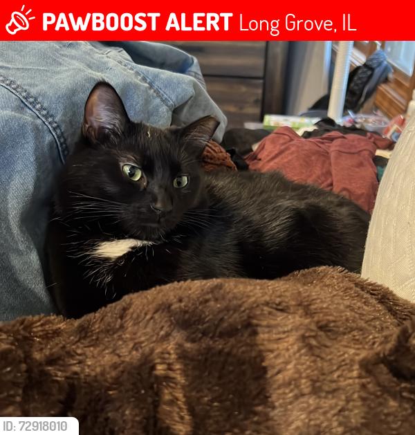 Lost Female Cat last seen Outside our home , Long Grove, IL 60047