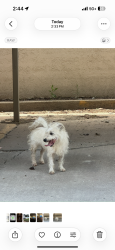 Found/Stray Male Dog last seen Hefner and Penn inside Stratford cndmniums, Oklahoma City, OK 73120