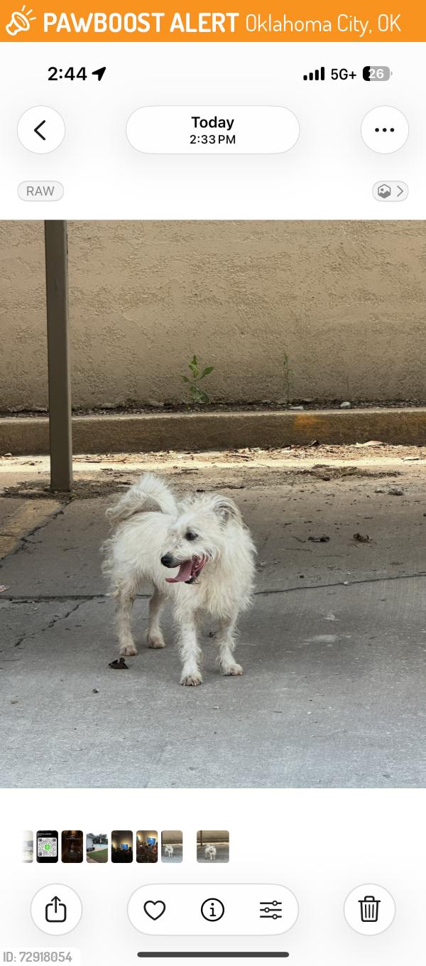 Found/Stray Male Dog last seen Hefner and Penn inside Stratford cndmniums, Oklahoma City, OK 73120