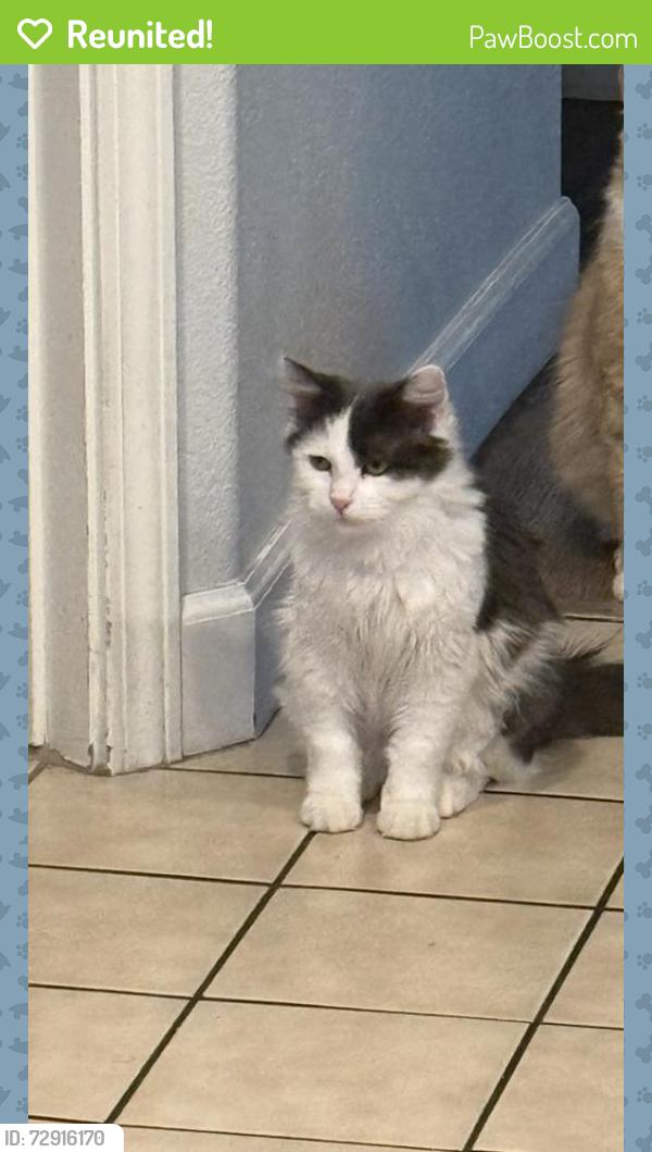 Reunited Female Cat last seen Archibald and 4 st , Ontario, CA 91764