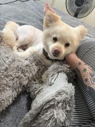 Lost Male Dog last seen County center , Visalia, CA 93291