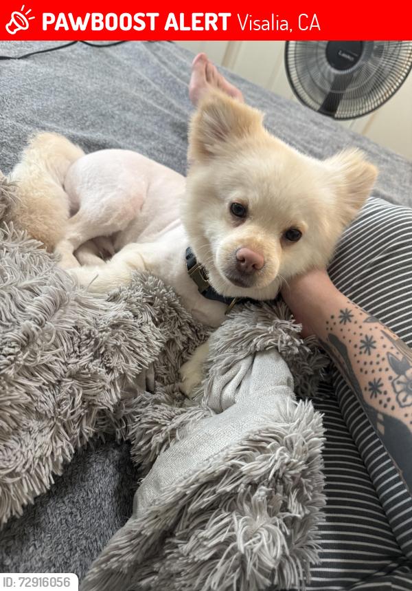 Lost Male Dog last seen County center , Visalia, CA 93291