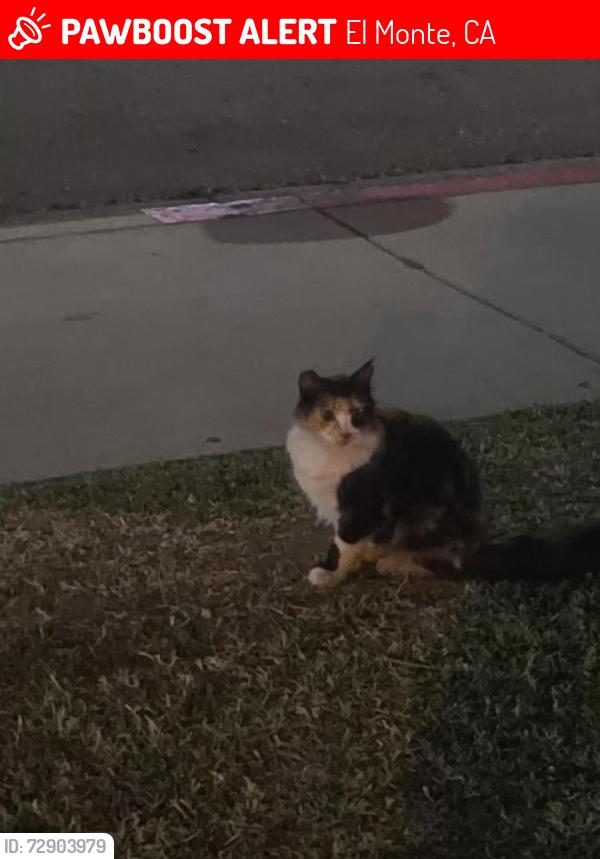Lost Female Cat last seen Maxson Road/Ramona Blvd, El Monte, CA 91732