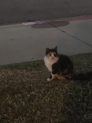 Lost Female Cat last seen Maxson Road/Ramona Blvd, El Monte, CA 91732