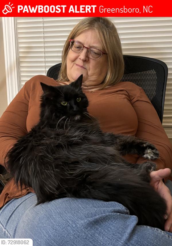 Lost Male Cat last seen Cleburne St, Greensboro, NC 27408, Greensboro, NC 27408