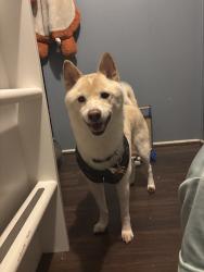 Reunited Male Dog last seen Cedar Dr, Hampton, VA 23669, USA, Hampton, VA 23669
