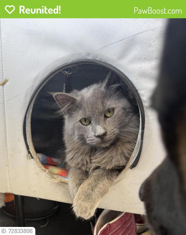 Reunited Male Cat last seen Near S. Adams St, Taylors, SC 29687, Taylors, SC 29687