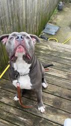 Found/Stray Male Dog last seen Near Madison ct se , Grand Rapids, MI 49548