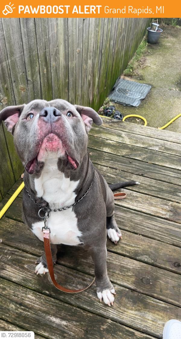 Found/Stray Male Dog last seen Near Madison ct se , Grand Rapids, MI 49548