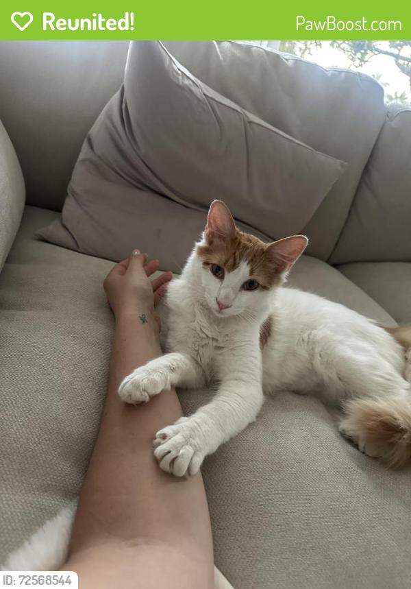 Reunited Female Cat last seen Bella Terra, Huntington Beach, CA 92647