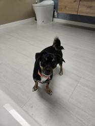 Reunited Female Dog last seen Near Pheasant Way, West Grove, PA 96744, West Grove, PA 19390