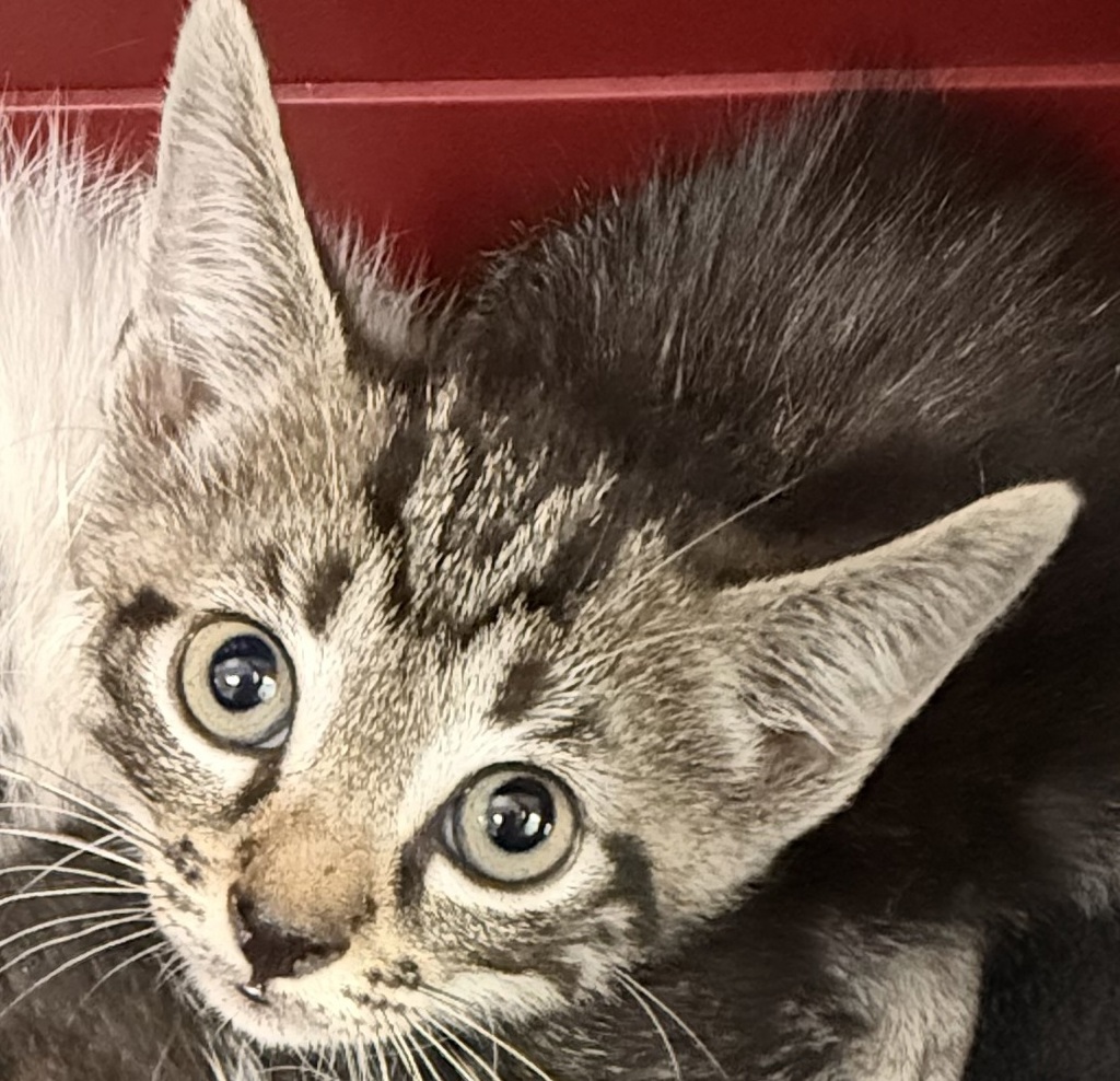 Shelter Stray Male Cat last seen Near Huron Avenue, San Diego, CA, 92117, San Diego, CA 92110