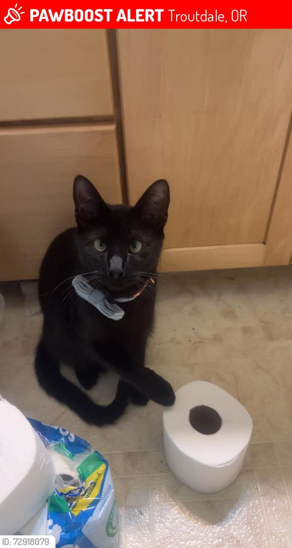 Lost Male Cat last seen Near NW Eastwind Dr, Troutdale, OR 97060