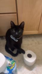 Lost Male Cat last seen Near NW Eastwind Dr, Troutdale, OR 97060