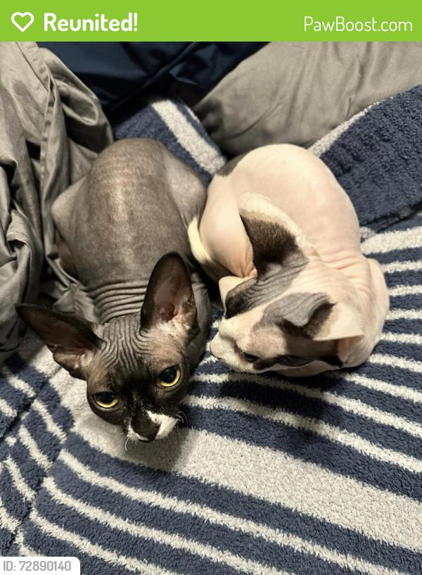Reunited Female Cat last seen Filmore, Lakeside, FL 32073