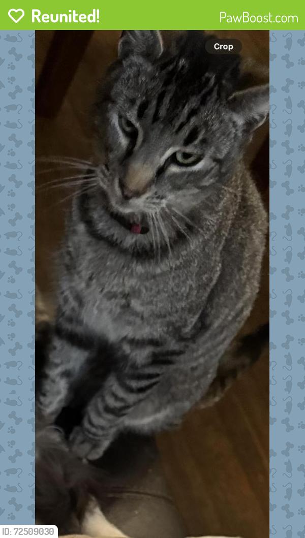 Reunited Male Cat last seen Via Mirabel, Via Manzanas, Via Largavista, Via Paro, San Lorenzo, CA 94580