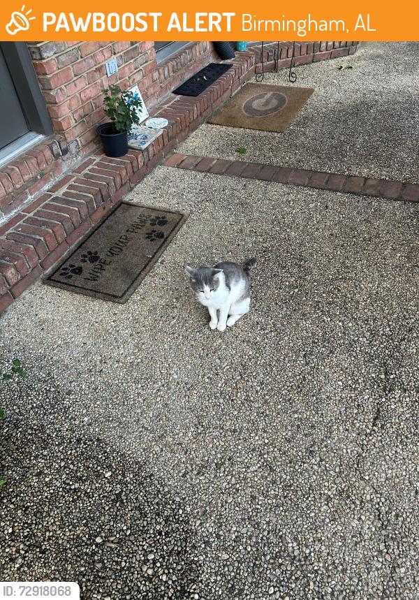 Found/Stray Unknown Cat last seen Near Country Club Circle , Birmingham, AL 35244