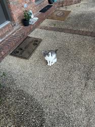 Found/Stray Unknown Cat last seen Near Country Club Circle , Birmingham, AL 35244