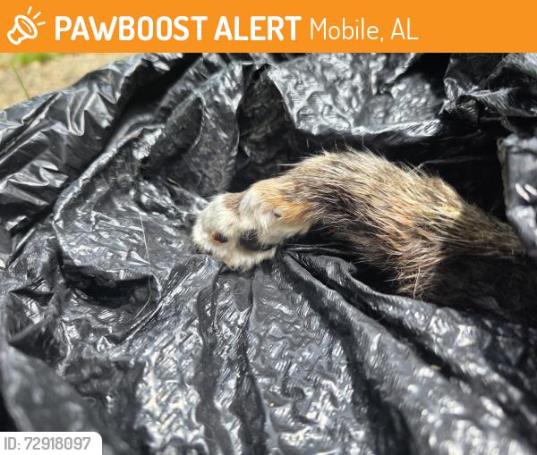 Found/Stray Female Cat last seen Emogene and Westwood, Mobile, AL 36606
