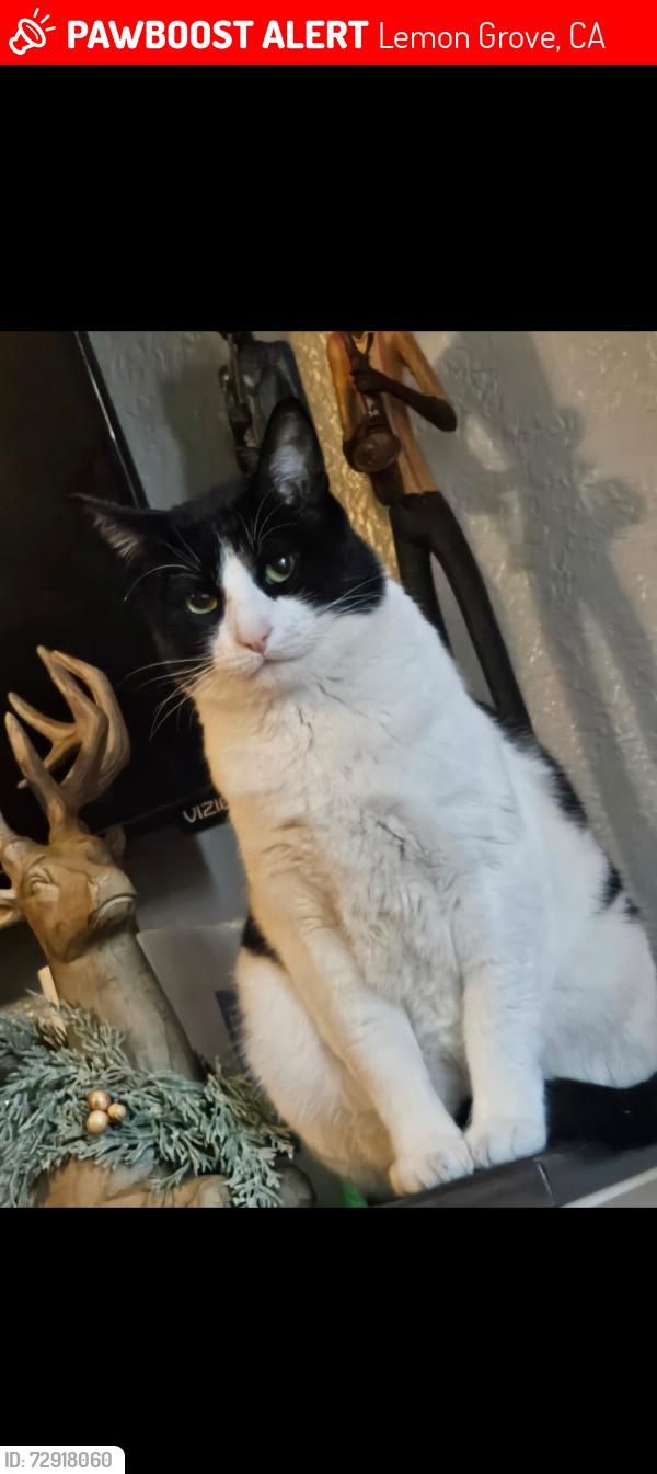 Lost Male Cat last seen Madera street , Lemon Grove, CA 91945