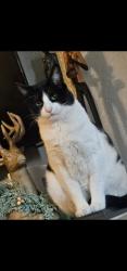 Lost Male Cat last seen Madera street , Lemon Grove, CA 91945