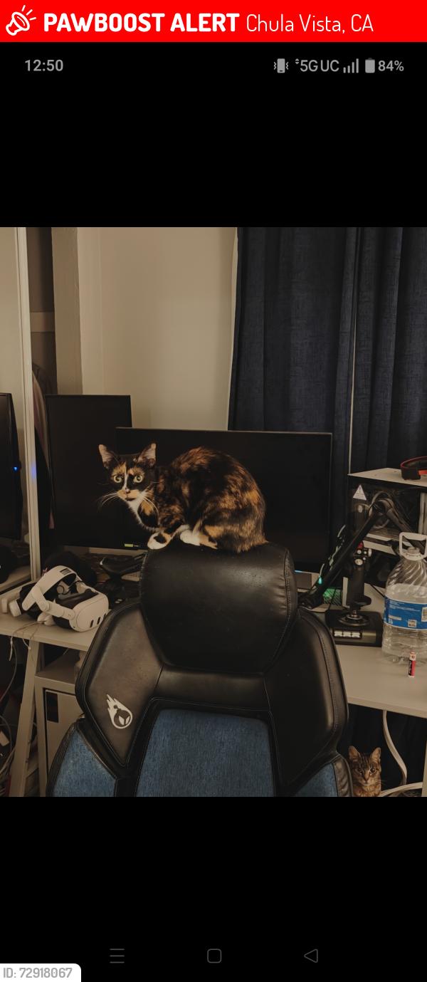 Lost Female Cat last seen 4th Ave and nappels , Chula Vista, CA 91911