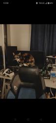 Lost Female Cat last seen 4th Ave and nappels , Chula Vista, CA 91911