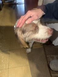 Found/Stray Male Dog last seen Hendrickson ave, Schenectady, NY 12308