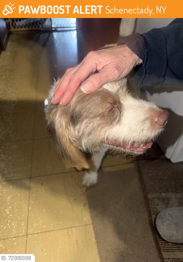 Found/Stray Male Dog last seen Hendrickson ave, Schenectady, NY 12308