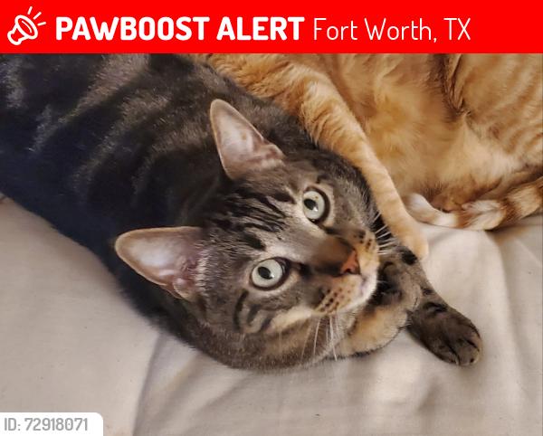 Lost Male Cat last seen Walmart Sycamore School and McCart, Fort Worth, TX 76123