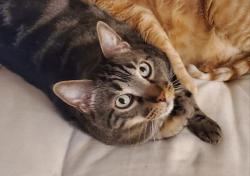 Lost Male Cat last seen Walmart Sycamore School and McCart, Fort Worth, TX 76123