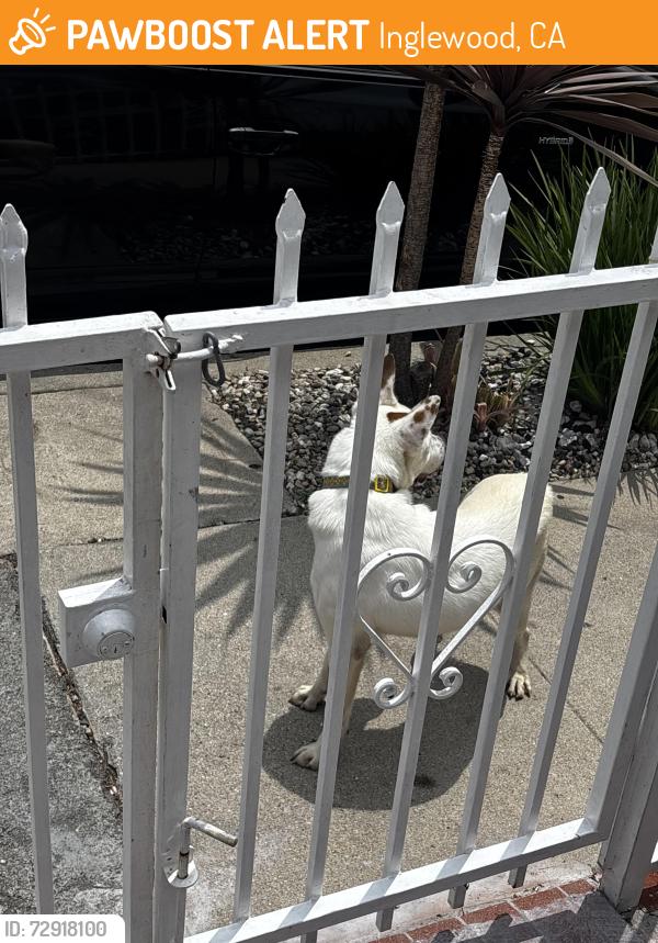 Found/Stray Unknown Dog last seen Edward Vincent oark, Inglewood, CA 90302